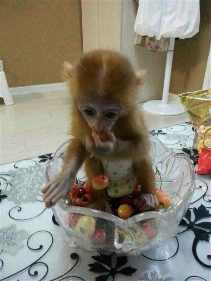 买个假的食品流通许可证